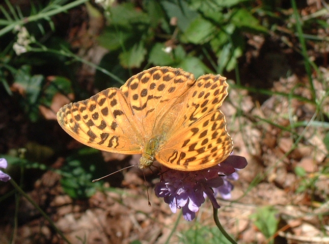 Argynnis paphia (Lepidoptera, Nymphalidae)